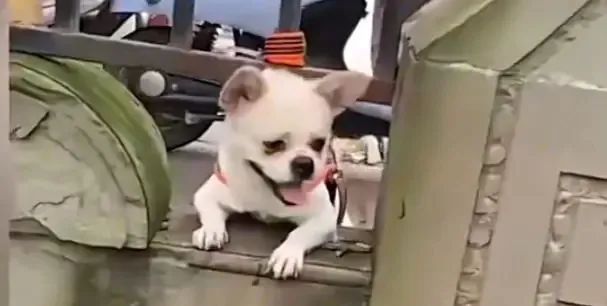 DƬ
